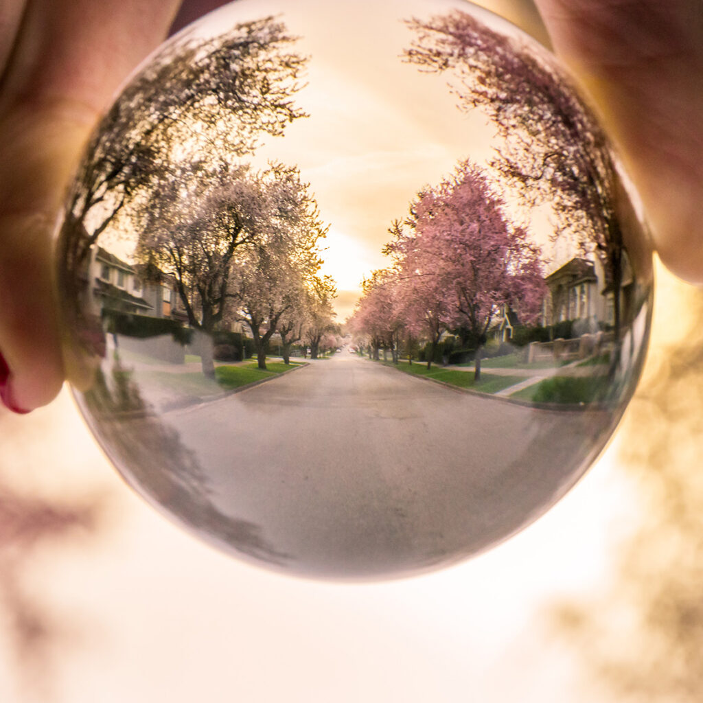a close up image of a soap bubble reflecting a suburban street lined with trees and houses